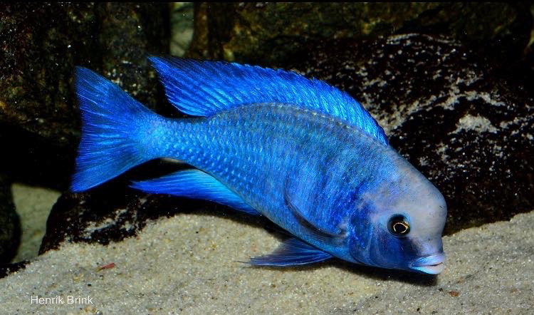 Cyrtocara moorii 'Chilumba'